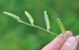 Eriochloa villosa. Соцветие. Хабаровский край, окр. села Галкино. 29.07.2012.