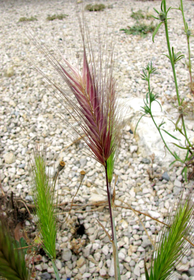 Image of Hordeum leporinum specimen.