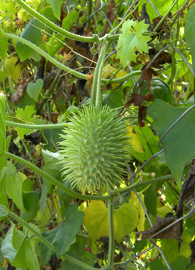 Image of Cucumis anguria specimen.