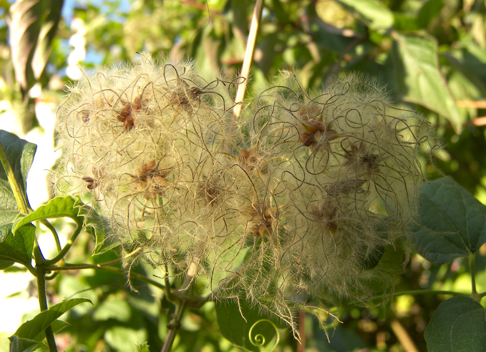 Image of Clematis vitalba specimen.