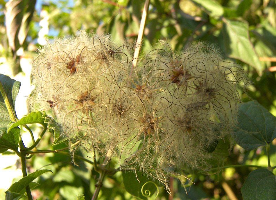 Изображение особи Clematis vitalba.