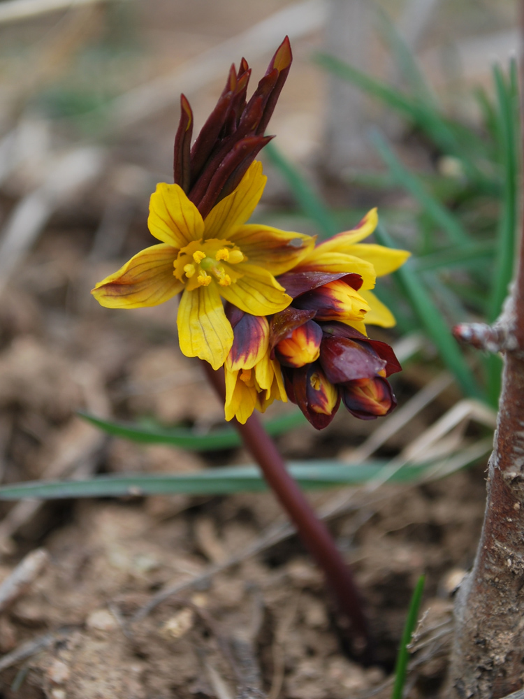 Изображение особи Gymnospermium alberti.