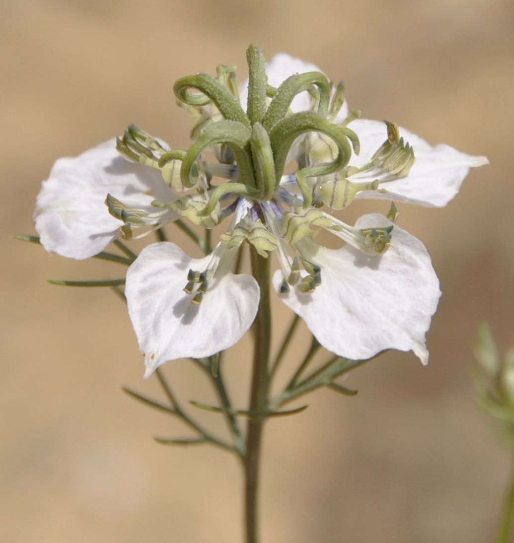 Изображение особи Nigella arvensis.