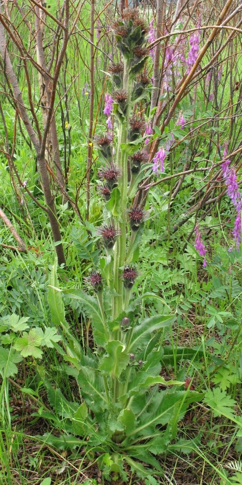 Изображение особи Saussurea baicalensis.