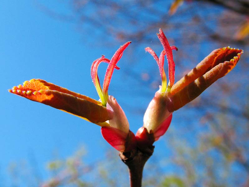 Image of Cercidiphyllum japonicum specimen.