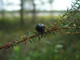 Empetrum nigrum