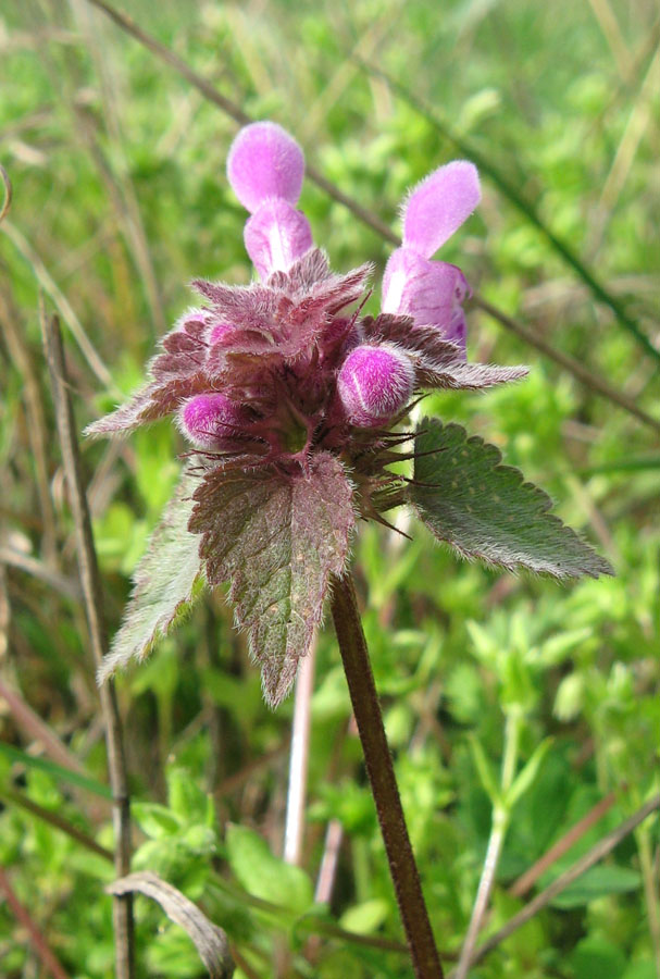 Изображение особи Lamium purpureum.