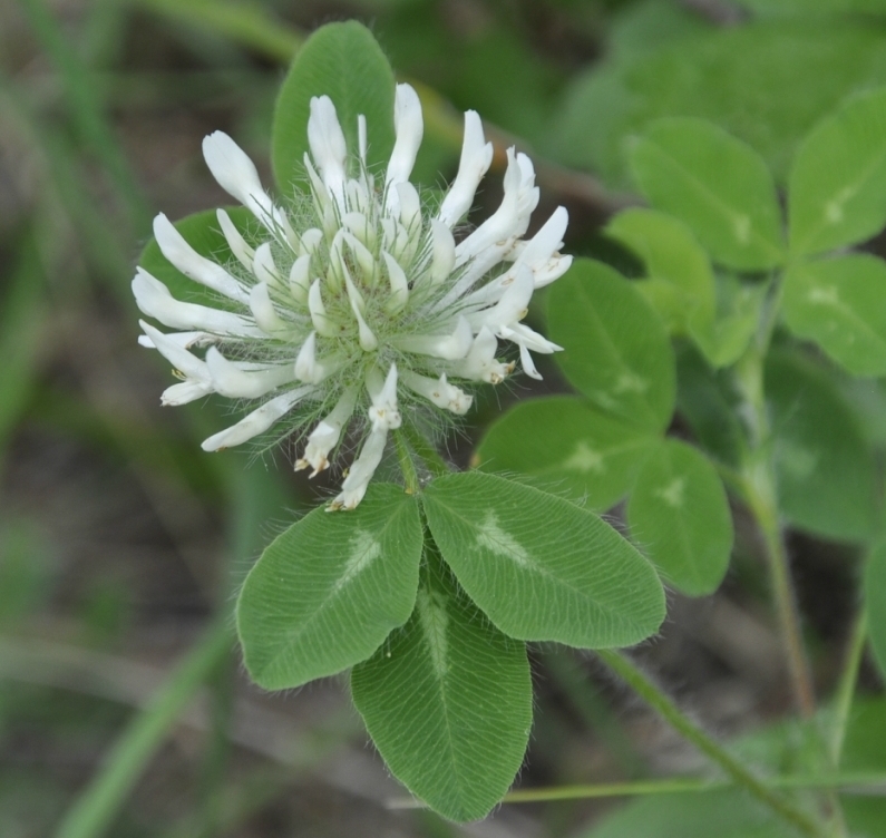 Изображение особи род Trifolium.