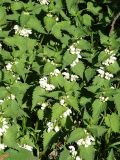 Lamium album