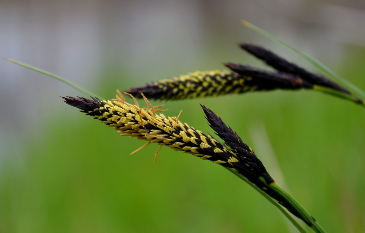 Изображение особи род Carex.