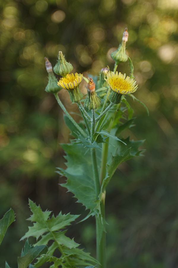 Изображение особи Sonchus oleraceus.