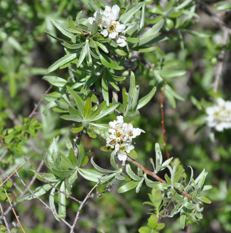 Image of Pyrus salicifolia specimen.