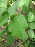 Acer tataricum. Лист. Тамбовская обл., Петровский р-н, окр. ур. Ясное Утро, лесополоса. 30.06.2013.