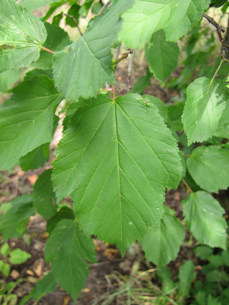 Image of Acer tataricum specimen.