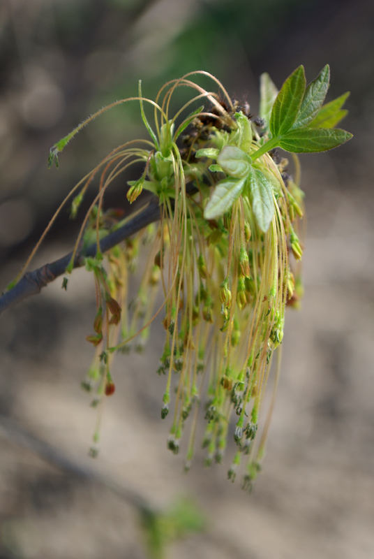Image of Acer negundo specimen.