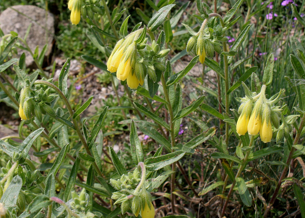 Image of Onosma stellulata specimen.