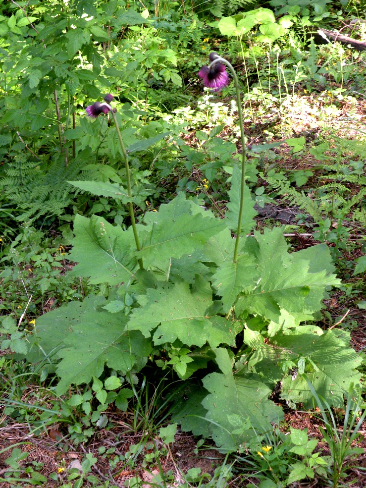 Image of Cirsium waldsteinii specimen.