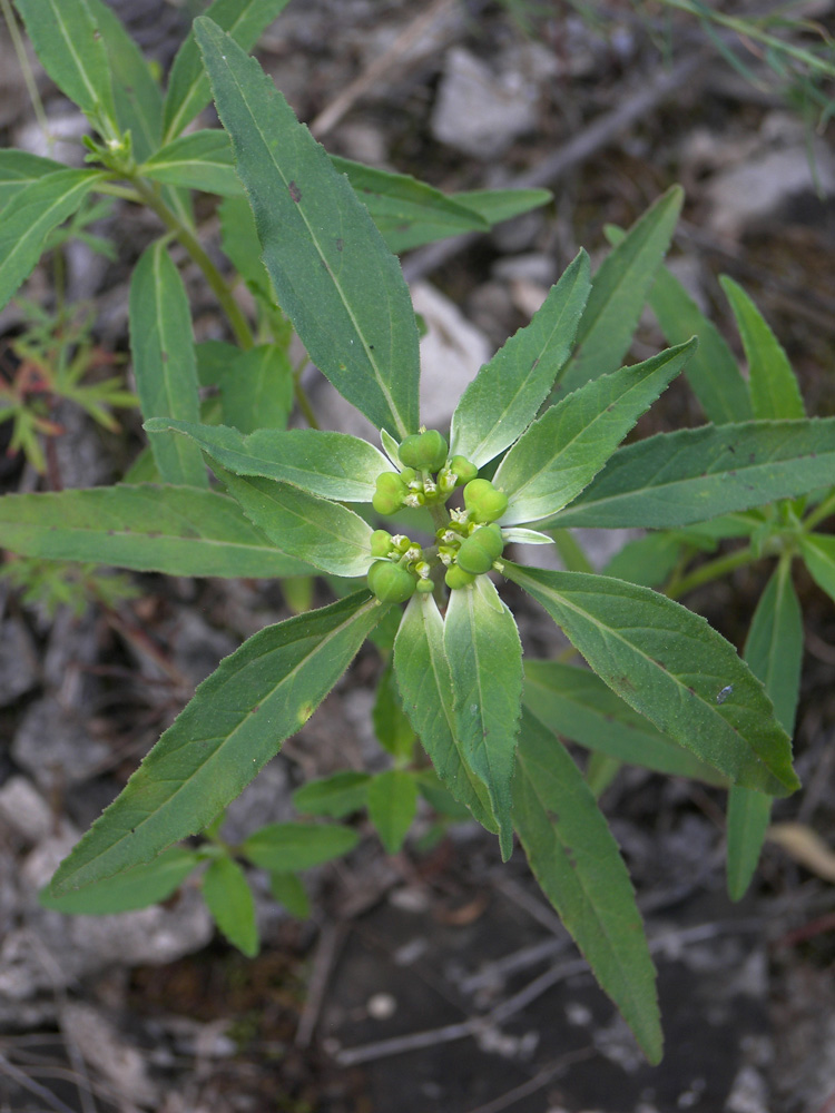 Image of Euphorbia davidii specimen.