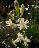 Silene jeniseensis