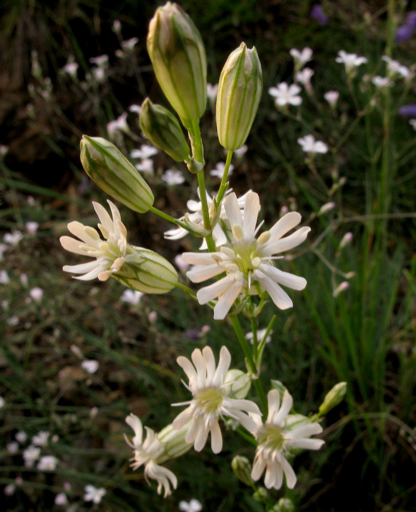 Изображение особи Silene jeniseensis.