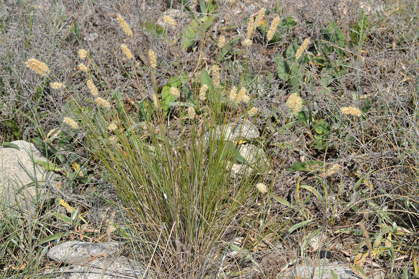 Image of Melica taurica specimen.