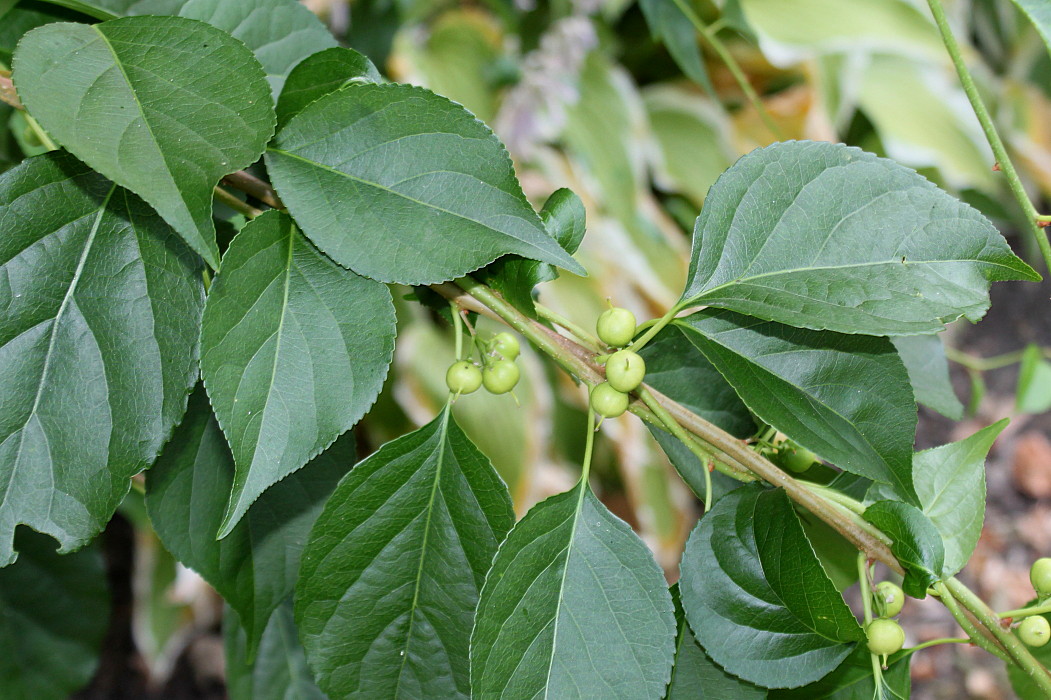 Image of Celastrus scandens specimen.