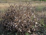 Phlomis taurica