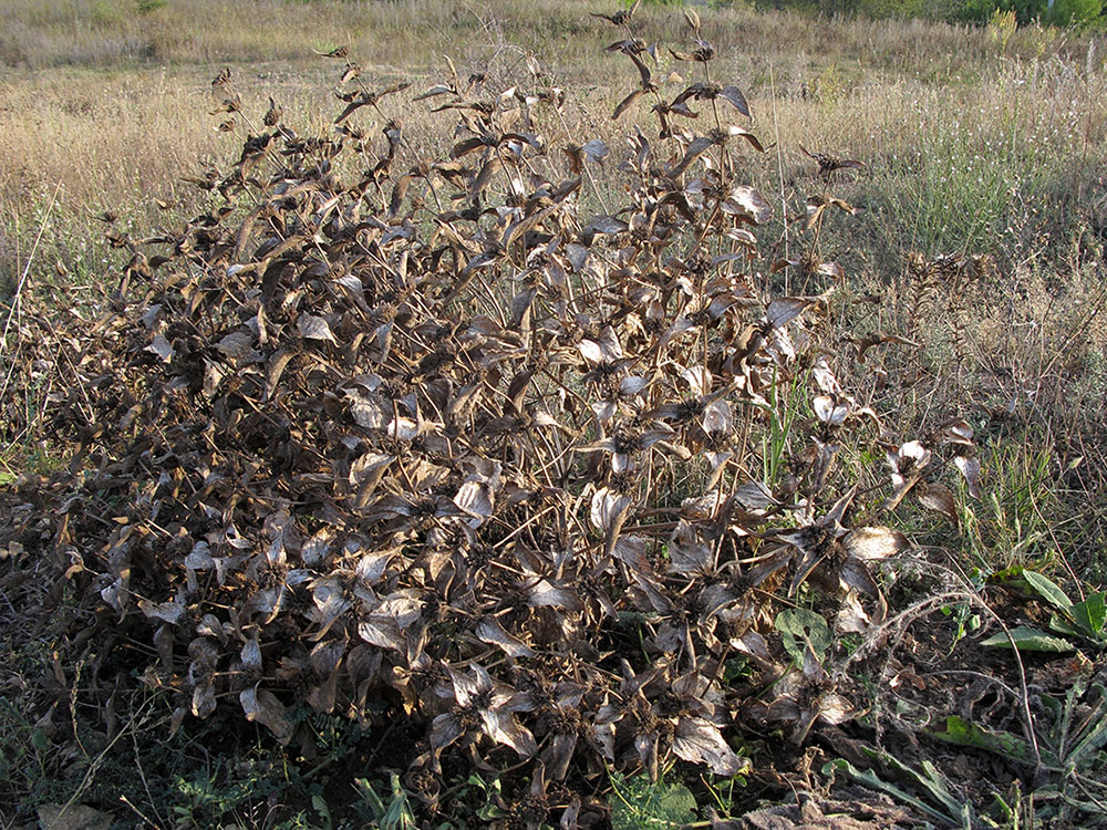 Image of Phlomis taurica specimen.