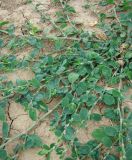 род Polygonum