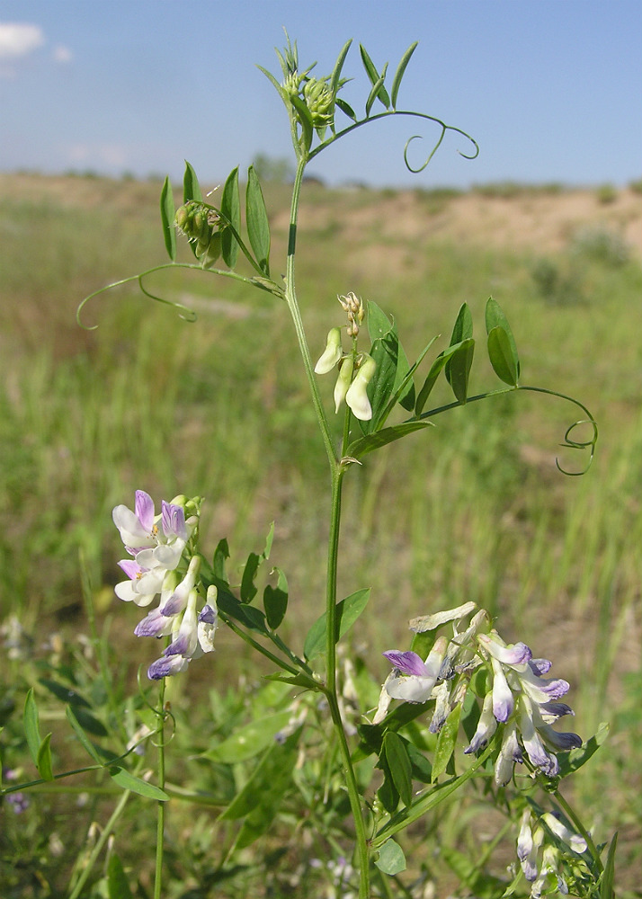 Изображение особи Vicia biennis.