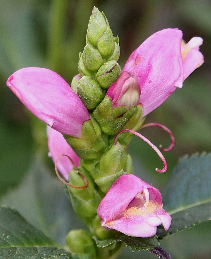 Image of Chelone obliqua specimen.