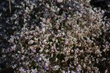 Limonium caspium