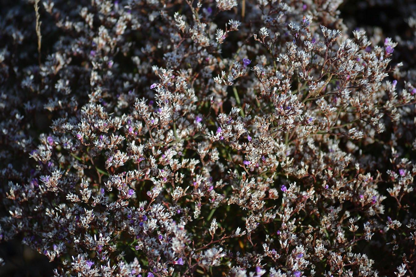 Изображение особи Limonium caspium.