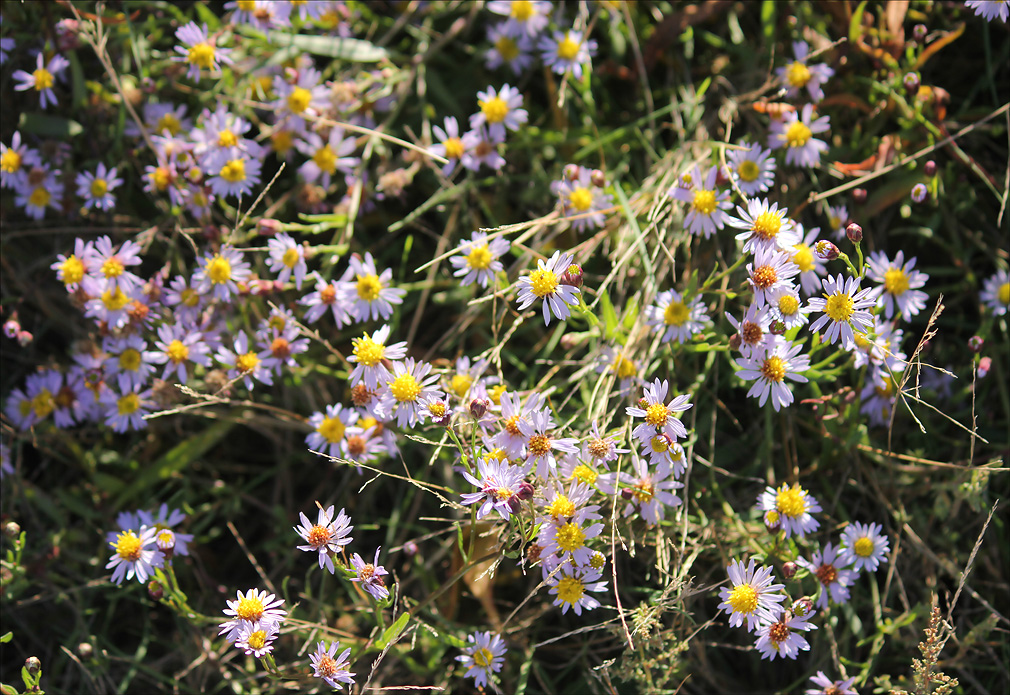 Image of Tripolium pannonicum specimen.