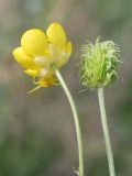 Ranunculus sewerzowii. Верхушки побегов с цветком и плодом. Узбекистан, г. Ташкент, Актепа Юнусабадская. 21.04.2013.