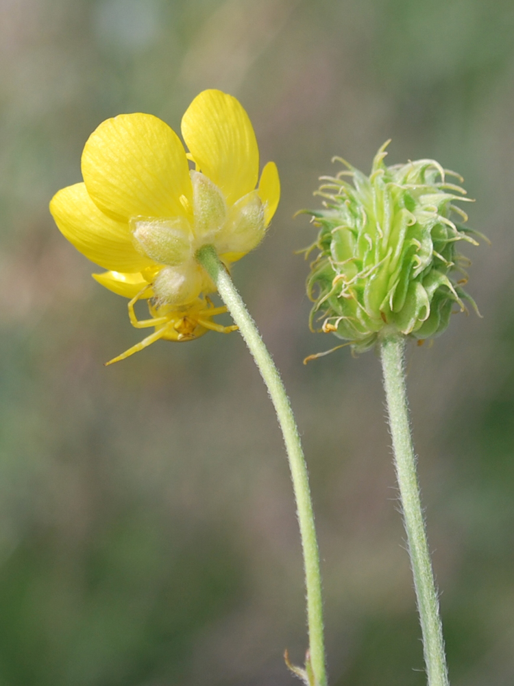 Изображение особи Ranunculus sewerzowii.