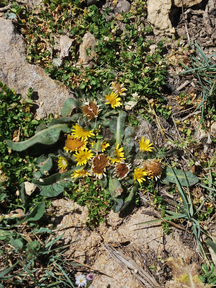 Изображение особи Inula rhizocephala.