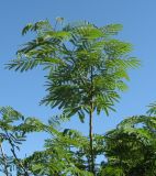 Albizia julibrissin