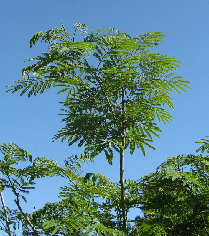 Изображение особи Albizia julibrissin.
