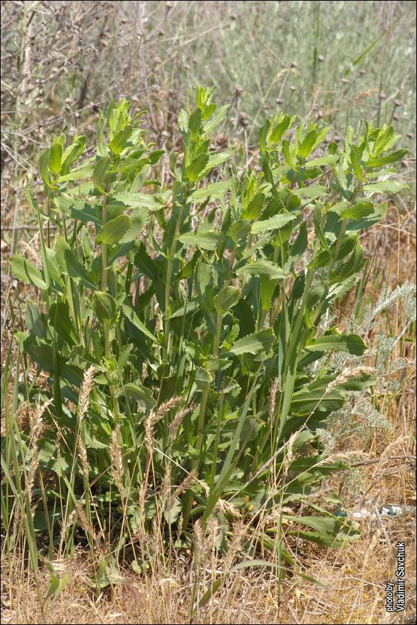 Image of Grindelia squarrosa specimen.