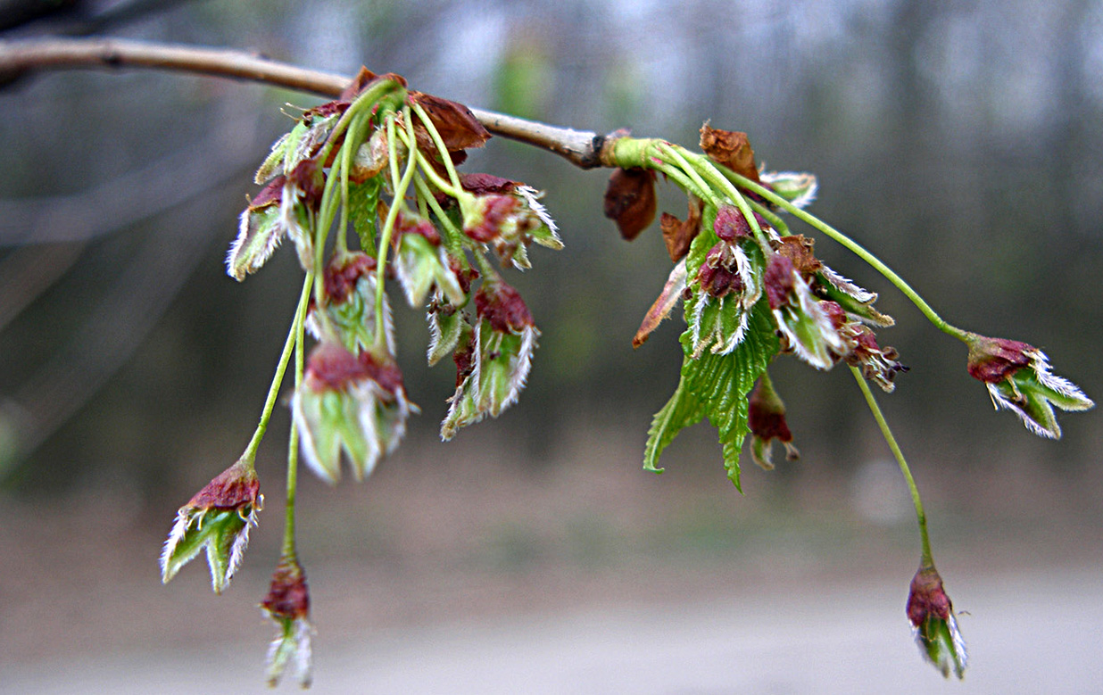 Изображение особи Ulmus laevis.