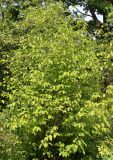 Lindera benzoin