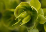 Helleborus foetidus. Незрелый плод. Испания, а.с. Арагон, провинция Уэска, р-н Собрарбе, муниципалитет Фанло. Пиренеи, долина реки Борруэ. выс. ок. 1200 м н.у.м. на лугу. 09.05.2013.
