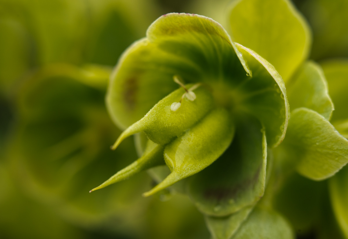 Изображение особи Helleborus foetidus.