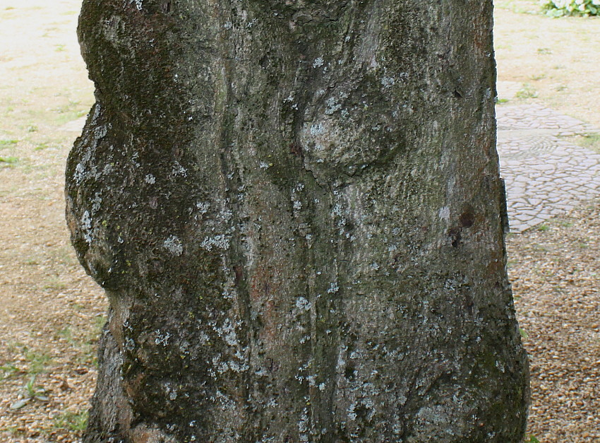 Image of Fraxinus ornus specimen.