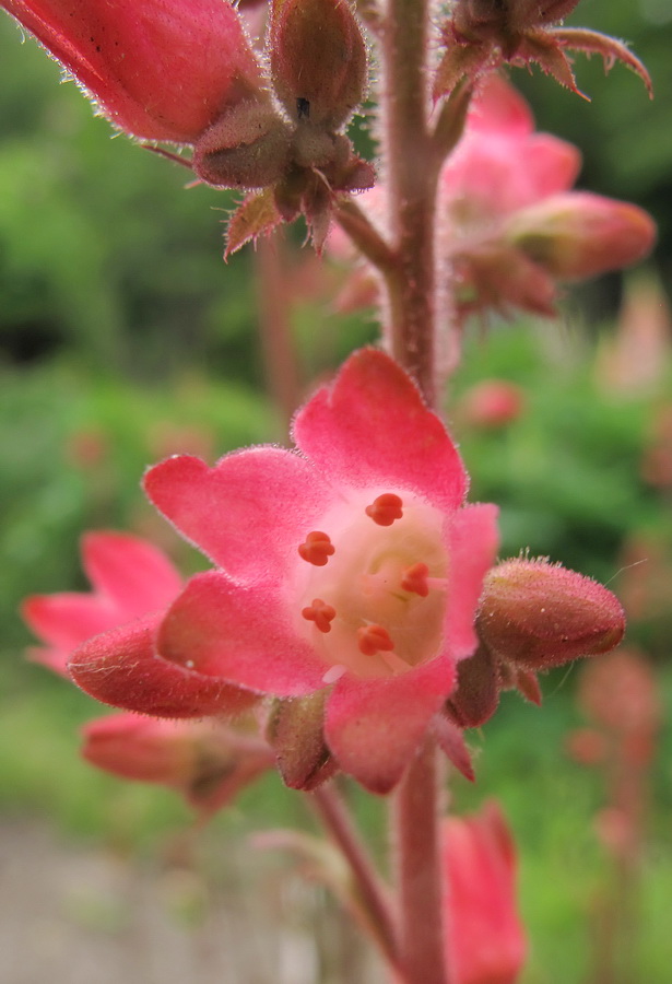 Изображение особи род Heuchera.