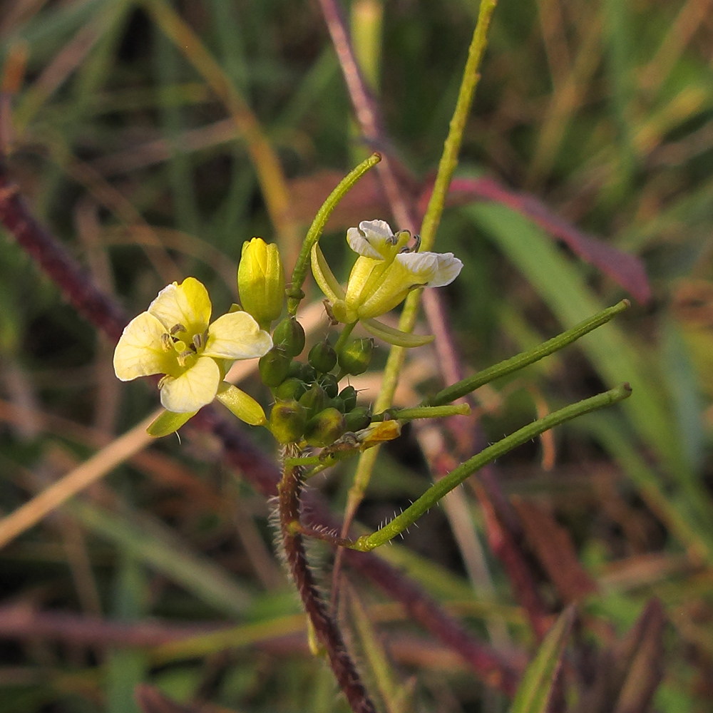 Image of Sisymbrium loeselii specimen.