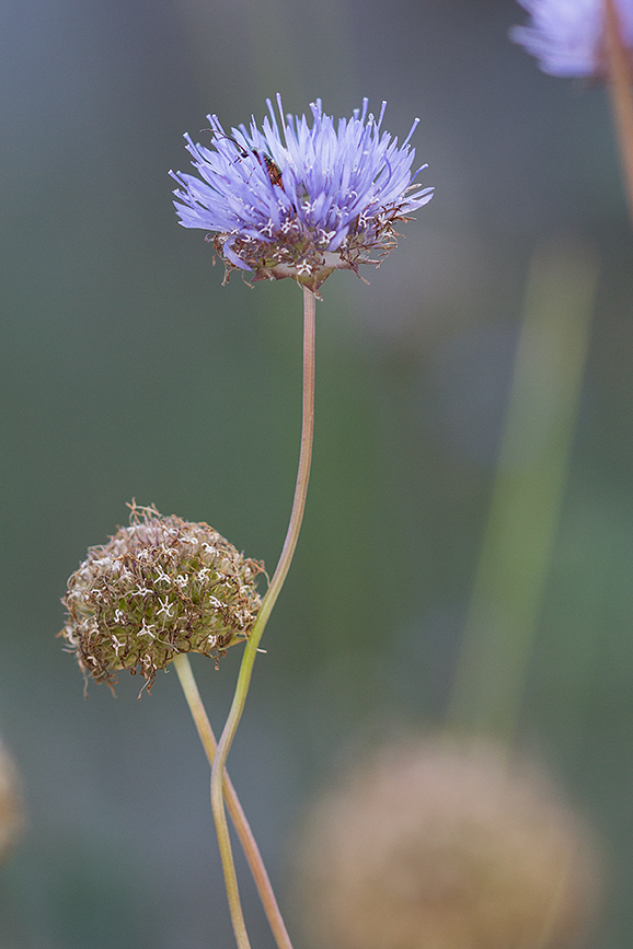 Image of Jasione montana specimen.