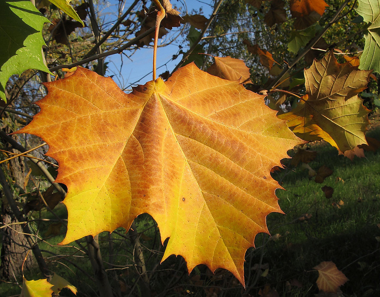 Изображение особи Platanus &times; acerifolia.