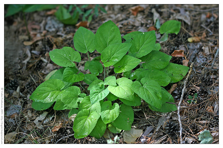 Image of Viola collina specimen.